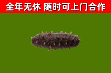 佛山烟酒回收干海参.jpg